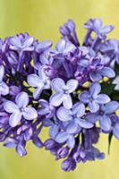 Lilac, Syringa vulgaris, Close view of a flowering
