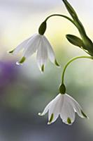 Summer snowflake, Leucojum aestivum, Side view of 