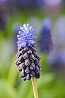 Grape hyacith, Muscari,  Close up showing flowerin