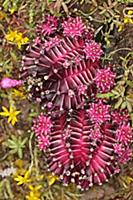 Moon cactus, Gymnocalycium Mihanovichii, Overhead 