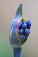 Agapanthus africanus, Close view of blue purple fl