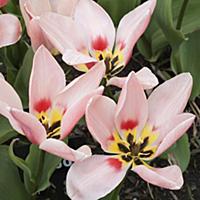 Tulip, Tulipa 'Rosy dream', Top view of three full