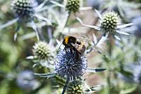 Sea Holly, Eryngium caeruleum, Bee feeding on the 