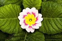 Primrose, Primula 'Delia mix', Overhead graphic vi