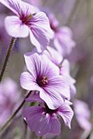 Madeira cranesbill, Geranium Maderense, Side view 