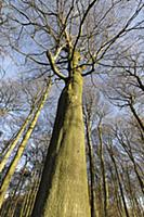 Beech, Fagus sylvatica, Low angle view of a woodla