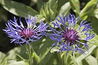 Greater Knapweed, Centaurea scabiosa, Two fully op