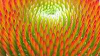 Purple coneflower, Echinacea purpurea 'Magnus', Cl