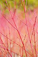 Dogwood, Cornus sanguinea 'Anny's Winter Orange', 
