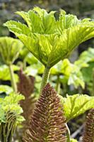 Gunnera manicata, Side view of emerging spikey spr