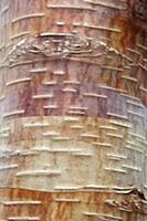 Himalayan birch, Betula utilis, Detail of bark on 