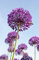Allium Hollandicum 'Purple Sensation' Side view of