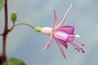 Fuchsia 'Walz Jubelteen', Close side view of one  