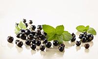 Currant, Blackcurrant, Ribes nigrum. Several berri