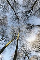 Beech, Fagus sylvatica, Underneath view of a woodl