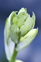 Summer hyacinth, Galtonia candicans, Pendulous whi