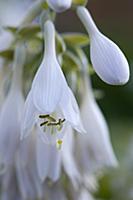 Hosta cultivar, White pendulous flowers with long 