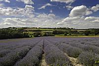 Lavender, Lavandula angustifolia, A field with fur
