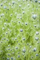 Love-in-a-mist, Nigella damascena, Side view of a 