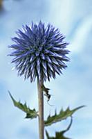 Globe thistle, Echinops bannaticus, Close side vie