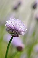 Chive, Allium schoenoprasum, Side view of 1 stem w
