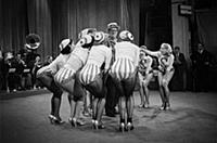 Bandleader Billy Cotton and his 12-girl team of gl