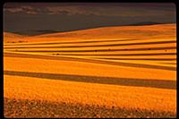 Strip Cultivation for Wind Erosion , Montana      