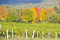 Fall Colors Winery Vineyards Finger Lakes Region N