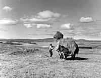 Getting in the hay crop in the Hebrides.
Southern