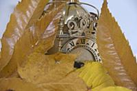 Concept image of Autumn leaves, clock, seasons, wi