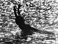 Skinnydipping. Girl swimming in the sea, 1971.