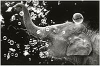 Bella the baby elephant at Chessington Zoo in 1970