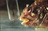 Picture by Roger Bamber : A young Tompot Blenny is