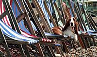 Basset hound lounging on a deckchair on a dog day 