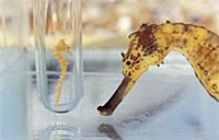 father seahorse and test tube baby in an aquarium.