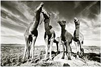 Camels in New Mexico, USA, taking part in an exper