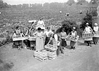 Strawberry harvest.
1934