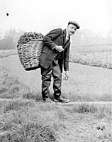 A watercress grower, wearing rubber waders, 1938. 