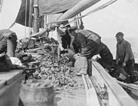 The opening of the Oyster Season
Oyster Fishing  