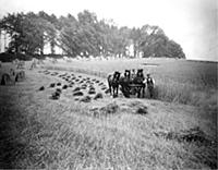 Wheat farming