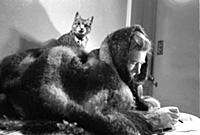 Photo by Ken Russell - March/April 1955
Zora the 