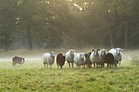 Border Collie (Canis familiaris) herding Domestic 