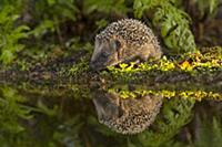 Brown-breasted Hedgehog (Erinaceus europaeus) sub-