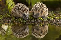 Brown-breasted Hedgehog (Erinaceus europaeus) pair