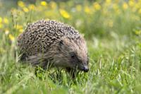 Brown-breasted Hedgehog (Erinaceus europaeus) in m