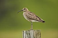 Whimbrel (Numenius phaeopus), Vik, Iceland
