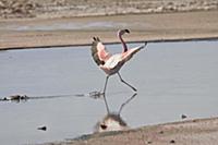 Chilean Flamingo (Phoenicopterus chilensis) landin