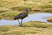 Puna Ibis (Plegadis ridgwayi) walking on grassy sp
