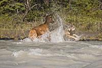 Elk (Cervus elaphus) attacked by Gray Wolf (Canis 