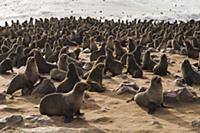 Cape Fur Seal (Arctocephalus pusillus) colony, Cap